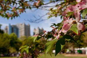 Dogwood Tree Blossoms